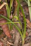 Calcium-hating sedge